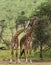 Herd of giraffe, Serengeti, Tanzania