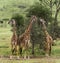 Herd of giraffe, Serengeti, Tanzania