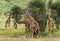 Herd of giraffe, Serengeti, Tanzania