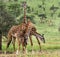 Herd of giraffe, Serengeti, Tanzania