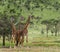 Herd of giraffe, Serengeti, Tanzania