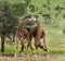 Herd of giraffe, Serengeti, Tanzania