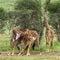 Herd of giraffe, Serengeti, Tanzania