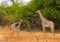 Herd of Giraffe standing on the African Plains in SouthLuangwa, Zambia