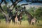 Herd of Giraffe under big acacia tree