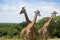 Herd of giraffes on african savannah
