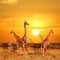 Herd of giraffes in the African savannah against sunset background. Serengeti National Park . Tanzania.