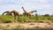 Herd of giraffes grazing in the green field on a bright sunny day