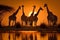 Herd of giraffes in the setting sun