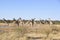 A herd of girafs in Etosha Nationalpark.