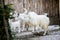 Herd of Girgentana domestic goats