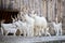 Herd of Girgentana domestic goats with kids