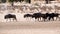 A herd of gnu moving along an arid river-bed in the Kgalagadi Transfrontier Park between Namibia and South Africa.