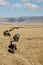 Herd Of Gnu (Wildbeest) Walking Away