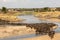 A herd of gnus crossing the Mara River in Tanzania