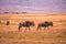 Herd of gnus and wildebeests in the Ngorongoro crater National Park, Wildlife safari in Tanzania, Africa