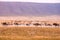 Herd of gnus and wildebeests in the Ngorongoro crater National Park, Wildlife safari in Tanzania, Africa