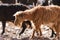 Herd of goatr in todra gorge in morocco