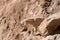 Herd of goatr in todra gorge in morocco