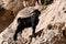 Herd of goatr in todra gorge in morocco