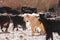 Herd of goatr in todra gorge in morocco