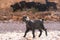 Herd of goatr in todra gorge in morocco