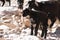 Herd of goatr in todra gorge in morocco