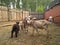 A herd of goats animals in a pen on a farm