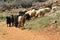 A herd of goats. Animals spent with pastures