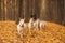 Herd of goats in the autumn forest