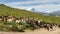 Herd of goats in Corsica with snow capped mountains