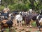 Herd of goats in a cripple heather forest near Teno Alto in the Teno Mountains