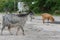 Herd of goats crosses the road in the mountains