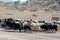 Herd of goats crossing a road