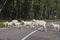 Herd of goats crossing road