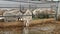 Herd of goats eating hay in a feeder in a stall on a farm