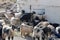 A herd of goats on a farm in east Anatolia, Turkey