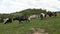 Herd of goats feeding in green mountain pasture