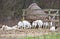 A herd of goats at a feeding station
