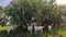 A herd of goats on a free pasture. Goats are eating a bush.