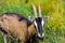 Herd goats graze on nature