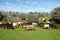 Herd of goats grazing on the hills in Judea