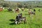 Herd of goats grazing on the hills in Judea