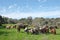 Herd of goats grazing on the hills in Judea