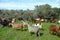 Herd of goats grazing on the hills in Judea