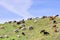 Herd of goats grazing on a hillside in Sunnyvale, South San Francisco Bay Area; Goats are being used in many western states as a