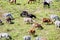 Herd of goats grazing on a hillside in Sunnyvale, South San Francisco Bay Area; Goats are being used in many western states as a