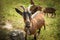 Herd of goats grazing in a meadow in the countryside