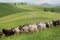 Herd of goats grazing in the meadow of green hills. Rural natural landscape