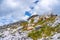 Herd of goats grazing in Mount Aizkorri